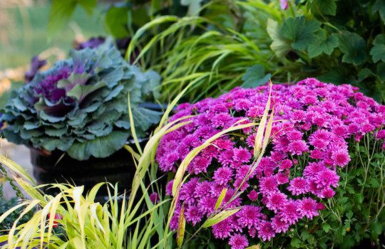 Planting for Fall Beauty