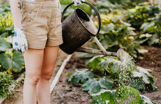 The Hidden Oasis: How Urban Gardens Foster Mental Health and Well-Being