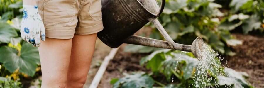 The Hidden Oasis: How Urban Gardens Foster Mental Health and Well-Being