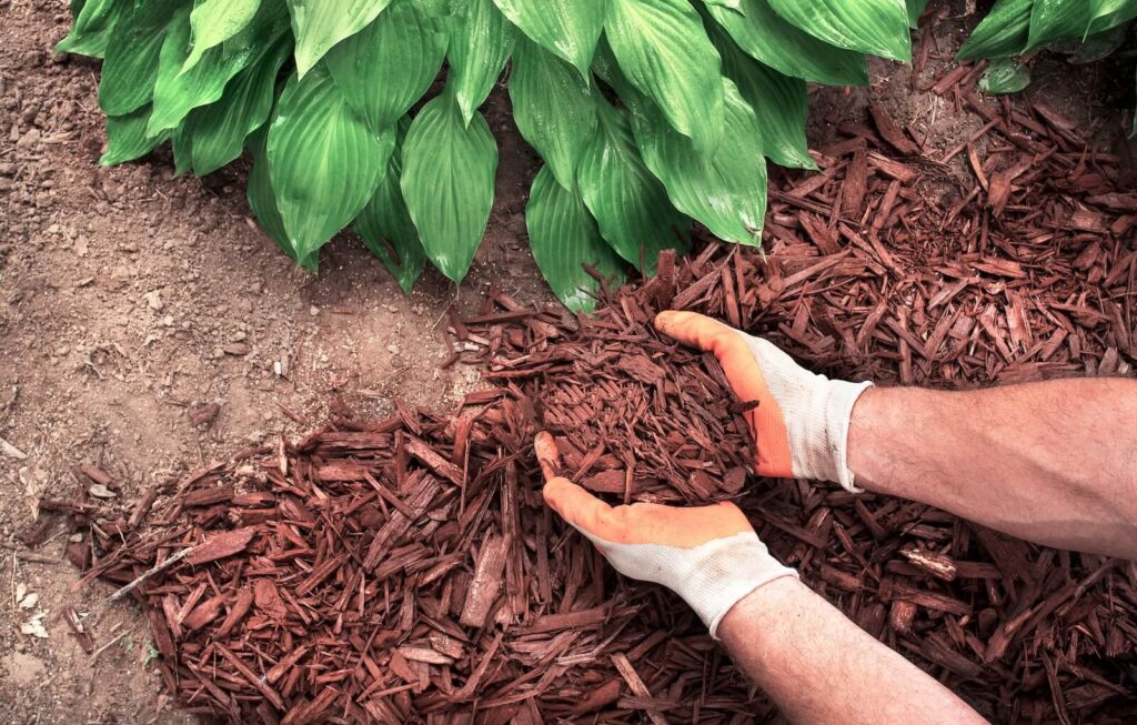 garden maintenance