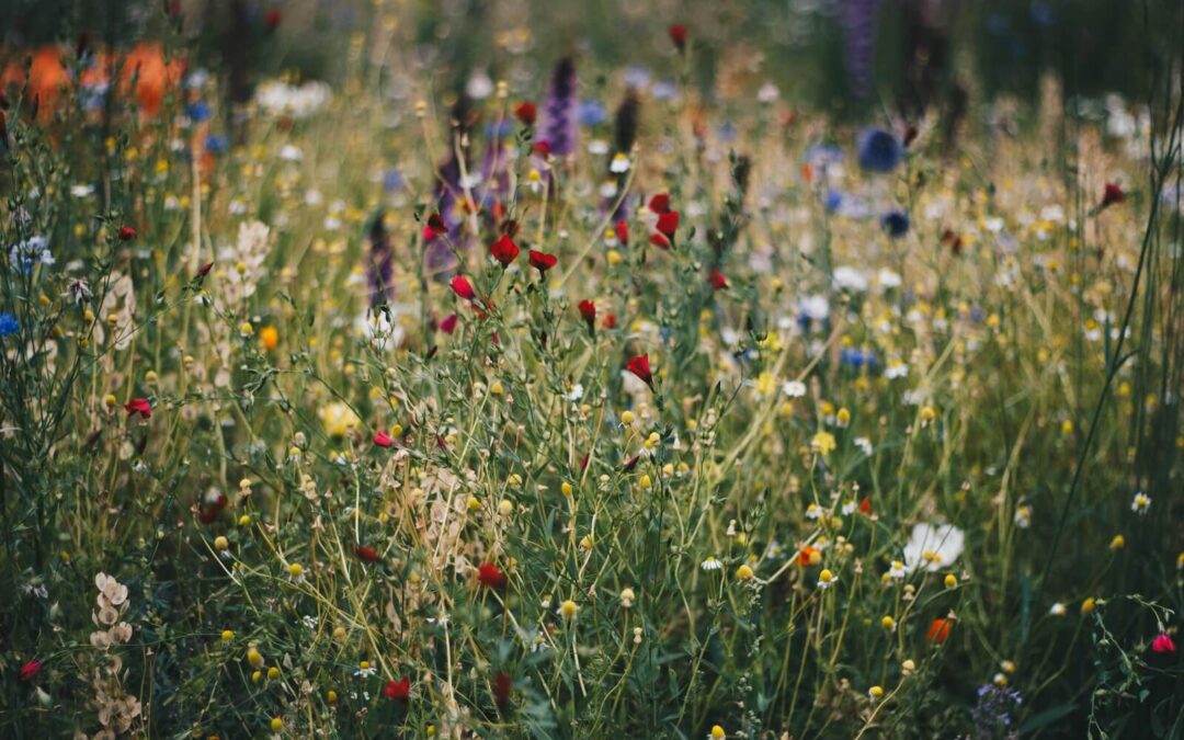 Creating a Wildflower Garden with Native Colorado Plants