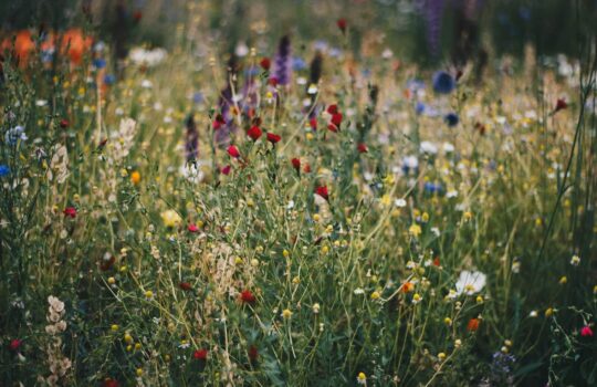Creating a Wildflower Garden with Native Colorado Plants