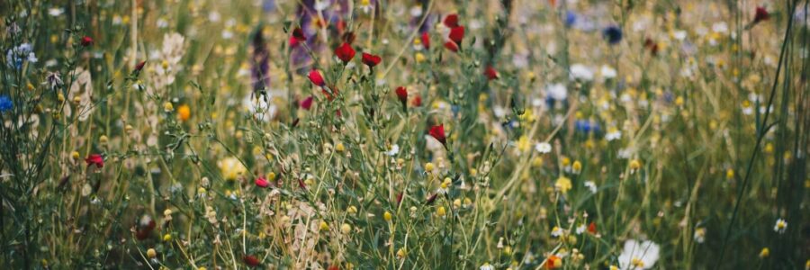 Creating a Wildflower Garden with Native Colorado Plants