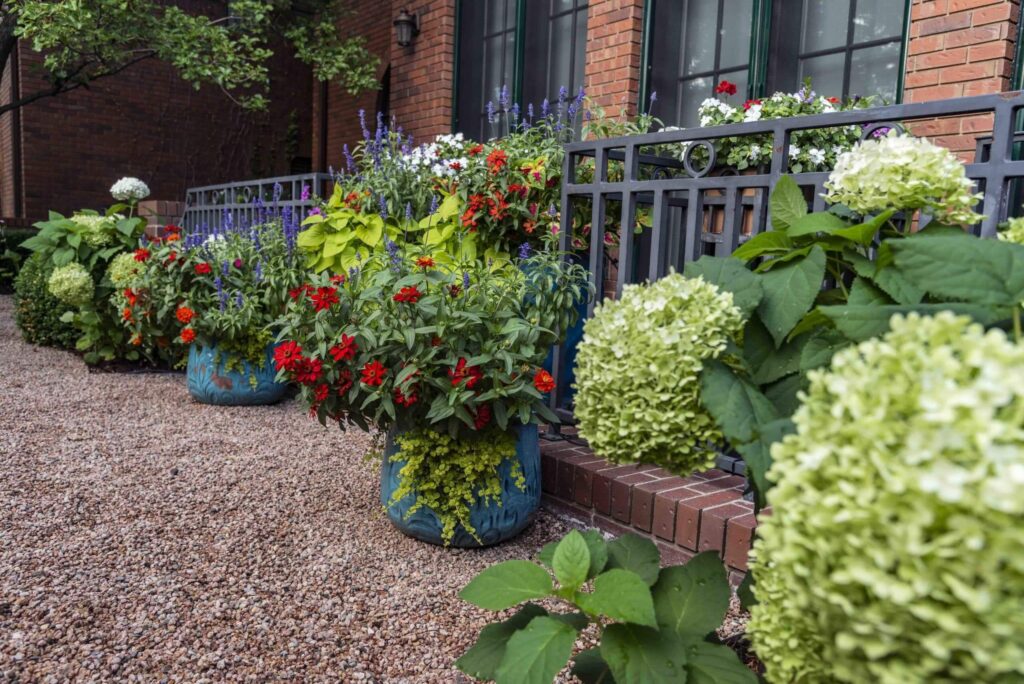 english garden planting scheme full color blooms flowers