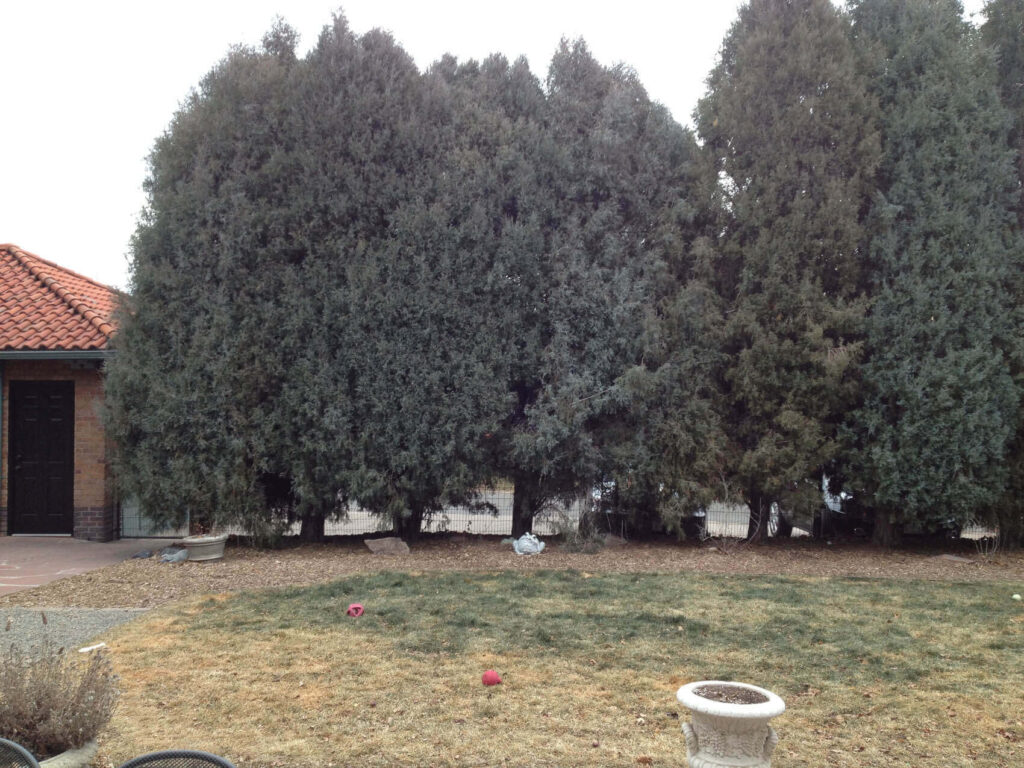 luxury landscape design before after lush layered plantings