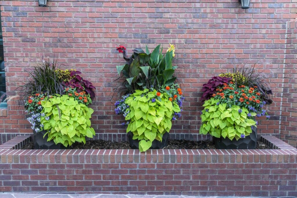 perennial garden care and revitalization english style