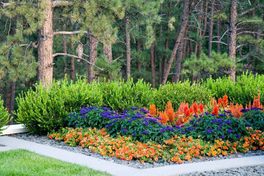 vibrant perennial plantings modern landscape denver