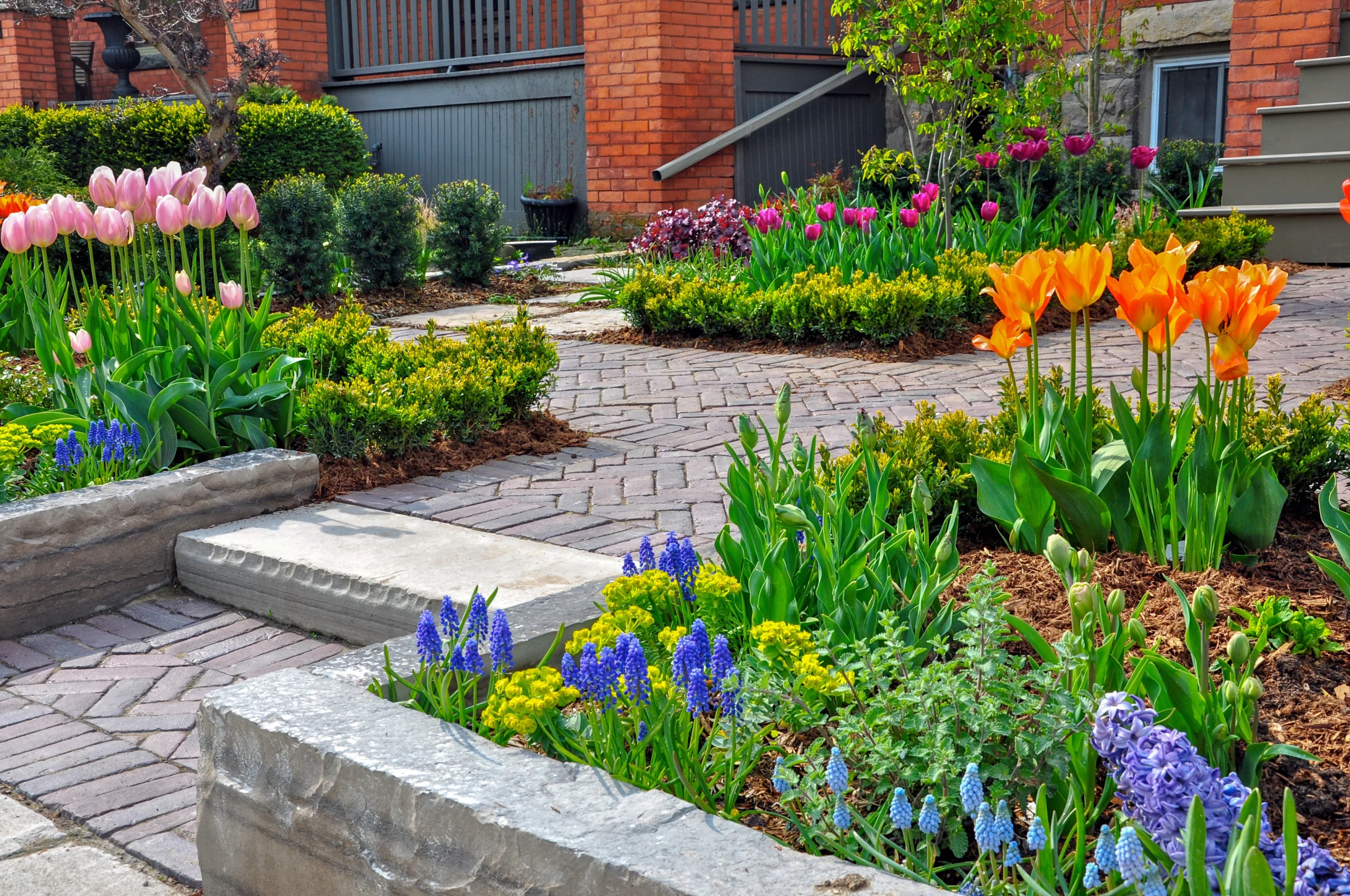 beautiful, urban front yard spring garden features a large veranda, brick paver walkway, retaining wall with plantings of bulbs, shrubs and perennials for colour, texture and winter interest.