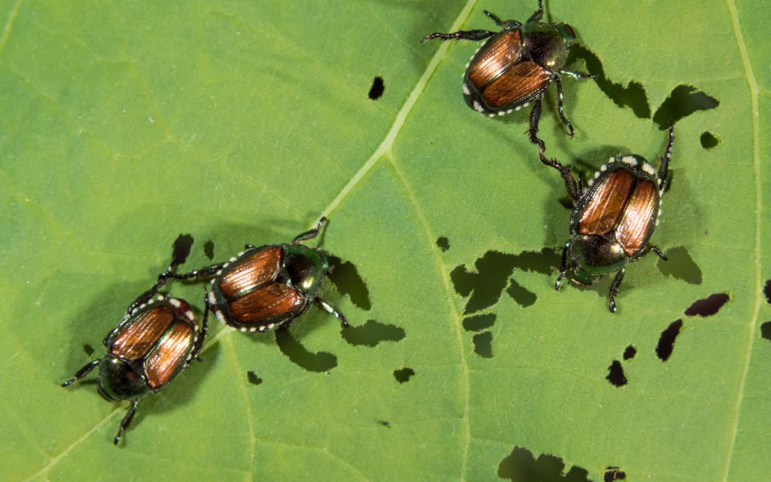 Japanese Beetles in Colorado: How to Protect Your Yard Before They Take Over