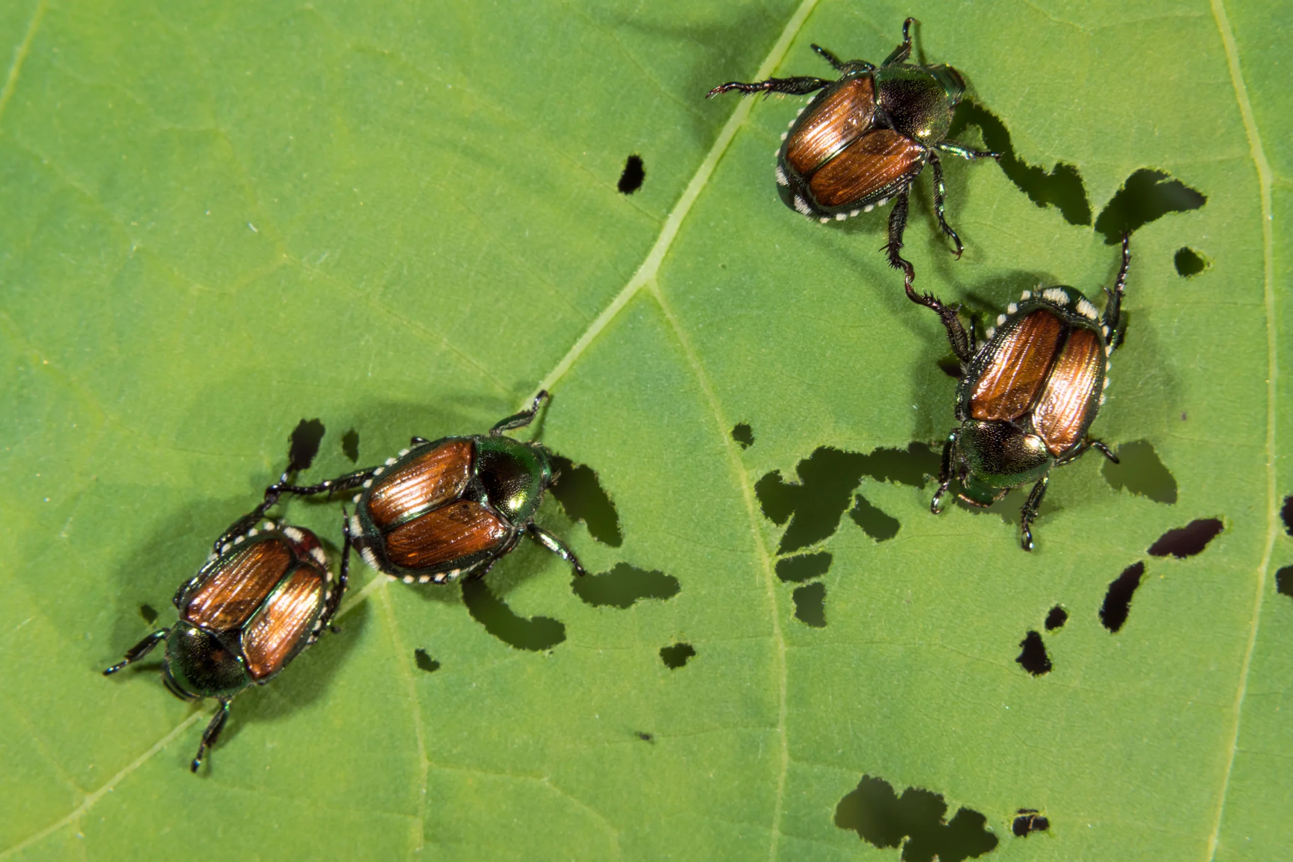 Japanese beetle image