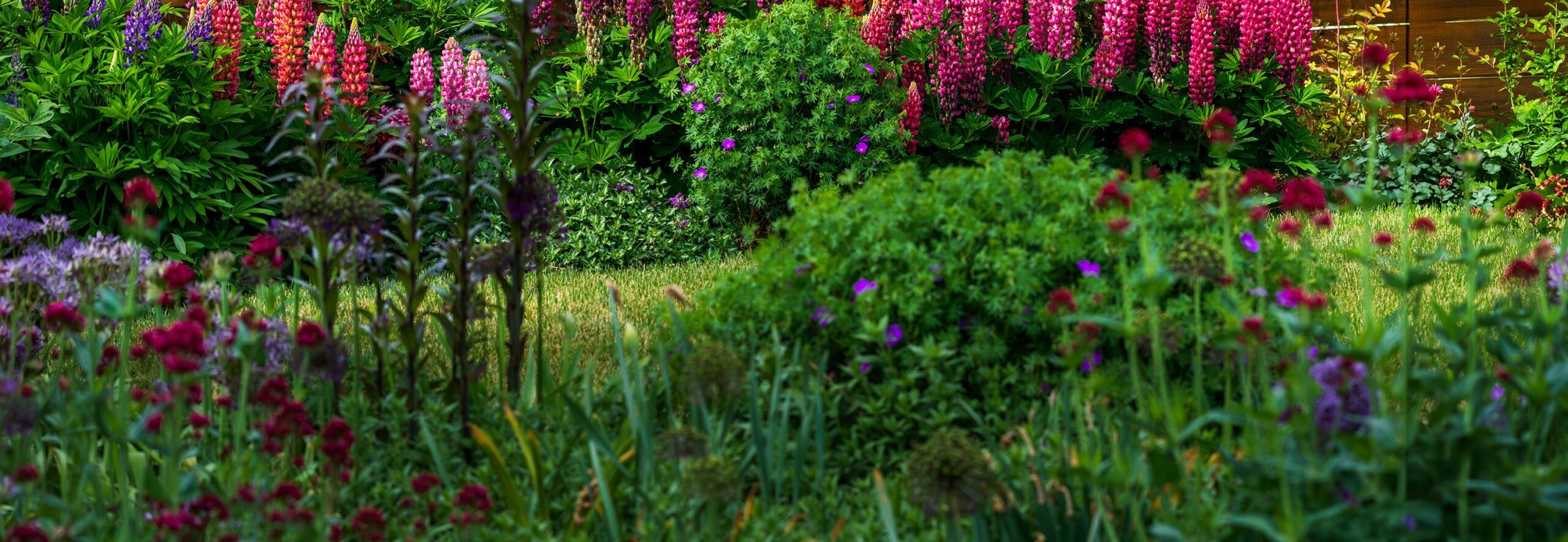 Wide panoramic view of a lush garden in full bloom featuring tall pink and red lupins surrounded by purple and crimson wildflowers
