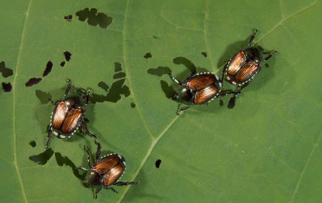 Four Japanese beetles with metallic copper shells clustered on a green leaf with visible chew damage and holes