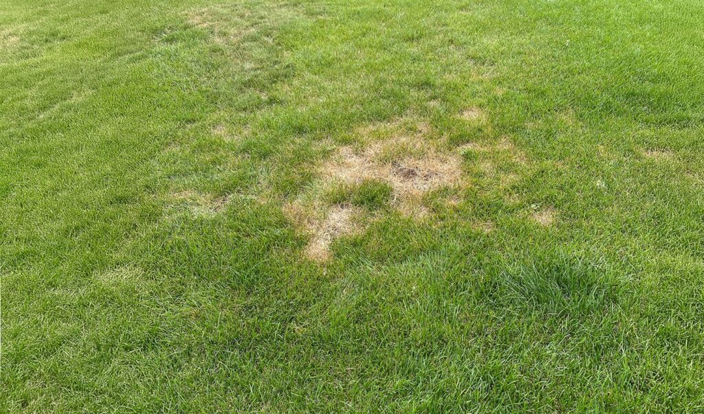 Green lawn with irregular brown dead patches caused by Japanese beetle grub feeding on grass roots