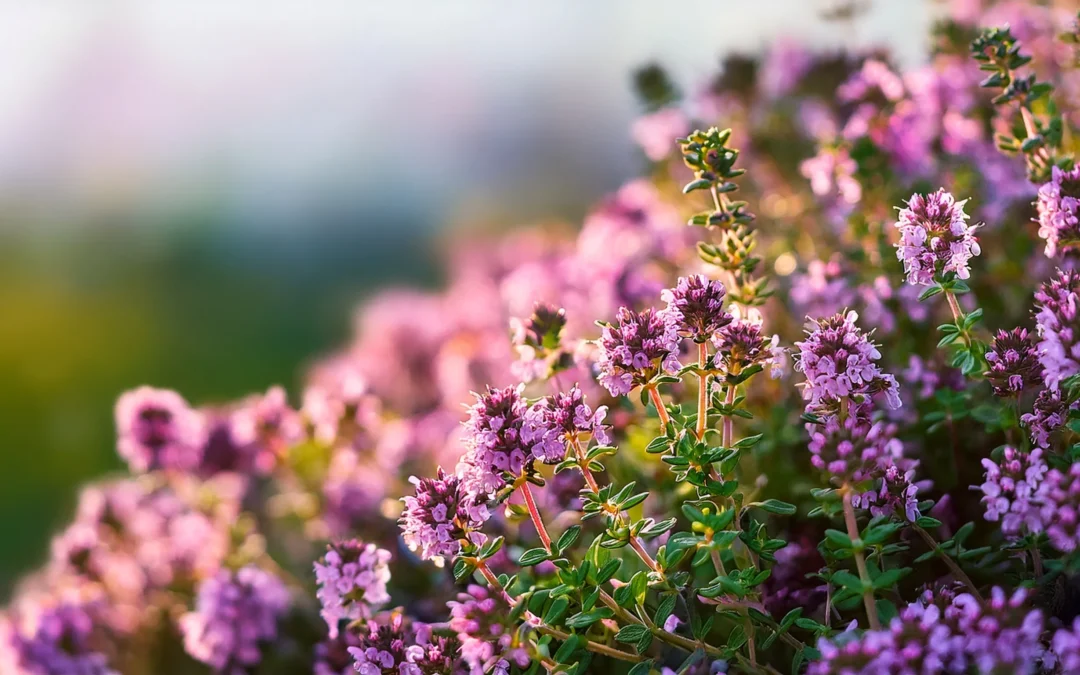 Best Low-Water Ground Covers for Colorado Landscapes