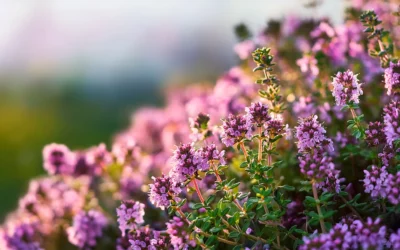 Best Low-Water Ground Covers for Colorado Landscapes